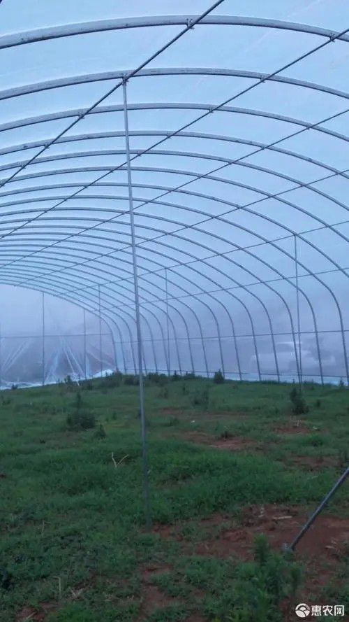 新樂橢圓管大棚